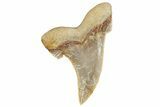Serrated Sokolovi (Auriculatus) Shark Tooth - Dakhla, Morocco #249688-1
